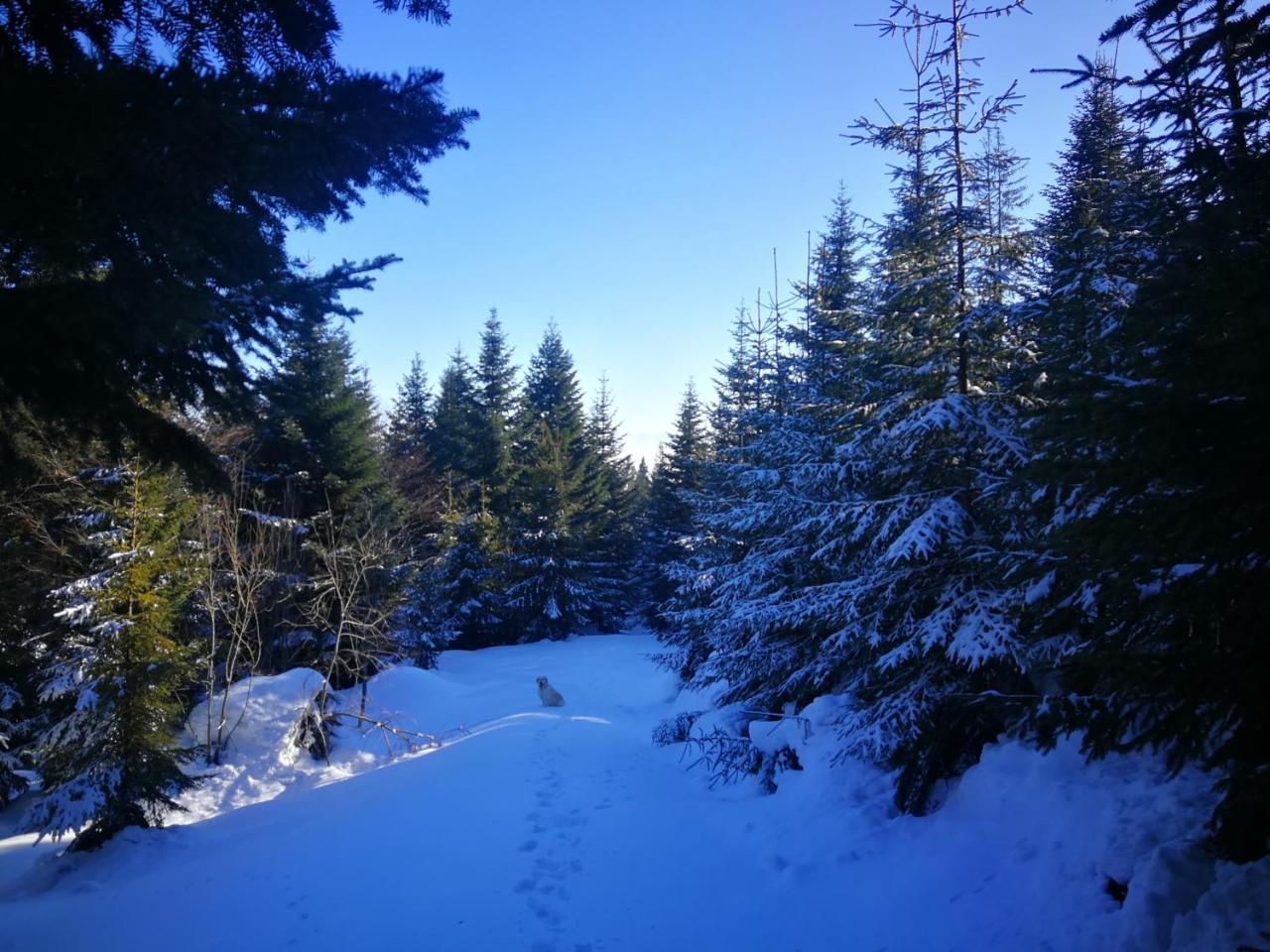Pokoje Goscinne - Za Borem Zubrzyca Gorna Dış mekan fotoğraf